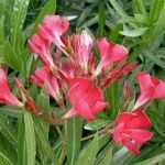 Privatkreditvertrag Vorlage Süß Oleandro Rosso