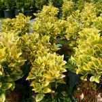 Privatkreditvertrag Vorlage Wunderbar Euonymus