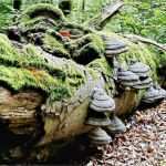 Pro Und Contra Liste Beziehung Vorlage Einzigartig Die Pro Und Kontra Liste Was Spricht Für Und Was Gegen