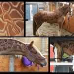 Schermotive Für Pferde Vorlagen Beste Vergrössern