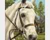 Schermotive Für Pferde Vorlagen Beste White Beauty Pferd Malen Nach Zahlen Malvorlage 18 49
