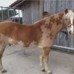 Schermotive Für Pferde Vorlagen Erstaunlich Pferde Scheren Muster Vorlagen Schön Scheren – Notwendiges