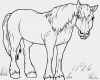 Schermotive Für Pferde Vorlagen Gut Pferd Malvorlagen Kostenlos Zum Ausdrucken Ausmalbilder