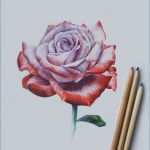 Schilder öffnungszeiten Vorlage Erstaunlich Mohnblumen Malen Vorlage