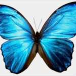 Schmetterling Tattoo 3d Vorlagen Inspiration butterfly 1 by Kayne Stock On Deviantart