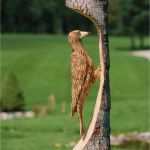 Schnitzen Motorsäge Vorlagen Angenehm Specht Material Fichte Motorsäge Holz Carving Specht