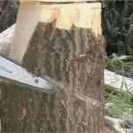 Schnitzen Motorsäge Vorlagen Best Of Motorsäge Schnitzen