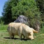 Schnitzen Motorsäge Vorlagen Wunderbar Pin by Alexander Schn On Schnitzen T