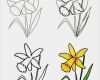 Schöne Visitenkarten Vorlagen Inspiration Die Besten 25 Blumen Malen Ideen Auf Pinterest