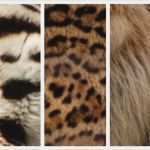 Secret City Textur Vorlagen Bewundernswert Texturen Für Haut Pelz Haare Und Fell Saxoprint Blog