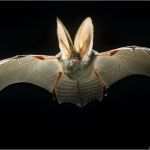 Seite Befindet Sich Im Aufbau Vorlage Fabelhaft Graues Langohr Plecotus Austriacus