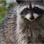 Sponsoring Konzept Vorlage Einzigartig Invasive Arten In Deutschland Offiziell Zum Töten