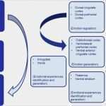 St Galler Management Modell Vorlage Süß 25 Angenehm St Galler Management Modell 4 Generation