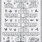 Stammbaum Vorlage Deutsch Schönste Illustrativer Stammbaum