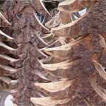 Sterne Aus Holz Sägen Vorlagen Erstaunlich Tannenbäume Aus Holz