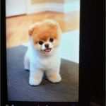 Stofftier Nach Vorlage Beste Weiss Jmd Wie Se Hunde Art Heisst Hund