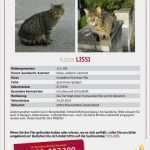 Suchanzeige Katze Vorlage Cool Bienenbüttel Igerte Katze Vermisst Vermisst