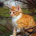 Suchanzeige Katze Vorlage Einzigartig Katze Entlaufen – Was Tun