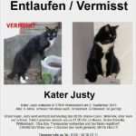 Suchanzeige Katze Vorlage Großartig Tiersuchmeldung Mainecoon Bkh Mix Justy Gesucht In
