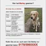 Suchanzeige Katze Vorlage Großartig Wenn Der Hund Weg ist &amp; Vermisst Wird Meine Tipps