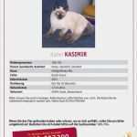Suchanzeige Katze Vorlage Süß Tiersuchmeldung Siam Mix Kasimir Gesucht In soest