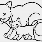 Suchanzeige Katze Vorlage Wunderbar Katzen