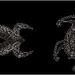 Tattoo Schildkröte Vorlagen Best Of Pin Tattoo Schulterblatt Schildkroete Motive Maori Tribal