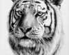 Tattoo Vorlagen Zeichnen Angenehm 1001 Ultra Coole Tiger Tattoo Ideen Zur Inspiration