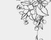Tattoo Vorlagen Zum Ausdrucken Schönste Ausmalbilder Blumen Ranken Kostenlos Malvorlagen Zum