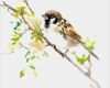 Tattoo Zeitschrift Vorlagen Angenehm Chinese Brush Painting Sparrows and Fall Watercolor