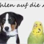 Taufkerze Arche Noah Vorlage Luxus Arche Noah Tiere In Not E V
