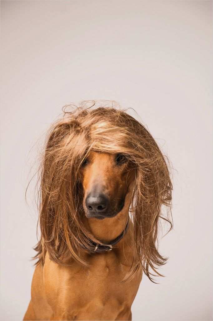 Tfp Vertrag Vorlage Dsgvo Hübsch Passfoto & Passbild Winsen Luhe Biometrisch Oder normal