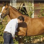 Tierarzt Rechnung Vorlage Erstaunlich Ankaufsuntersuchung Beim Pferdekauf German Horse Center