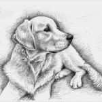 Tierzeichnungen Vorlagen Angenehm Tiere Zeichnen Mit Grafit Bleistift Zeichnungen