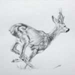 Tierzeichnungen Vorlagen Beste Dessin De Chevreuil Jean Baptiste De Poret