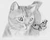 Tierzeichnungen Vorlagen Einzigartig Kunstwerk Katze Und Schmetterling Von NinÄngel
