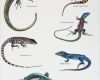 Tierzeichnungen Vorlagen Erstaunlich Reptiles