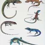 Tierzeichnungen Vorlagen Erstaunlich Reptiles