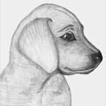 Tierzeichnungen Vorlagen Luxus Bleistift Zeichnungen Zeichnen Pinterest