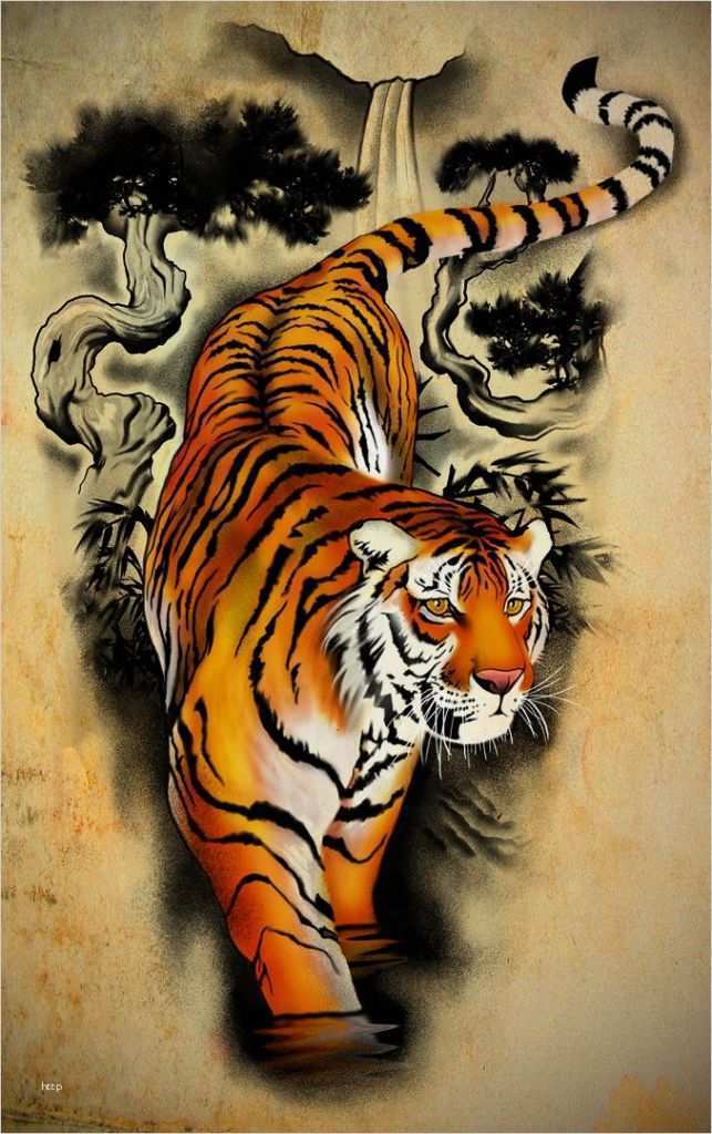 Tiger Tattoo Vorlagen Elegant Tattoo Design Tiger by
