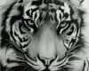 Tiger Tattoo Vorlagen Elegant Tiger Tattoo Vorlagen Cool Tattoo Tiger Ink Pinterest