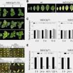 Todesanzeigen Muster Vorlagen Genial 55 Schön Sammlung todesanzeigen Vorlagen Kostenlos