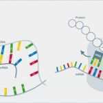 Transkription Vorlage Erstaunlich Holsteiner Zuchtstall Du Jardin