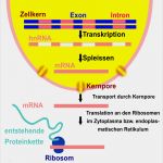 Transkription Vorlage Erstaunlich Proteinbiosynthese In Eukaryoten Abitur Vorbereitung