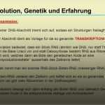 Transkription Vorlage Genial Evolution Genetik Und Erfahrung Ppt Herunterladen