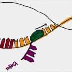Transkription Vorlage Genial Wie Läuft Transkription Der Proteinbiosynthese Ab