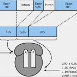 Transkription Vorlage Großartig Transkription