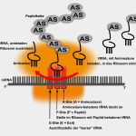 Transkription Vorlage Luxus Translation Molekularbiologie Genetik Abitur