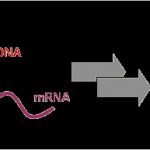 Transkription Vorlage Neu Vernetzte Chemie Transkription & Translation