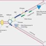Transkription Vorlage Word Erstaunlich 54 Frisch Stock Arbeitsblatt Replikation Die Dna